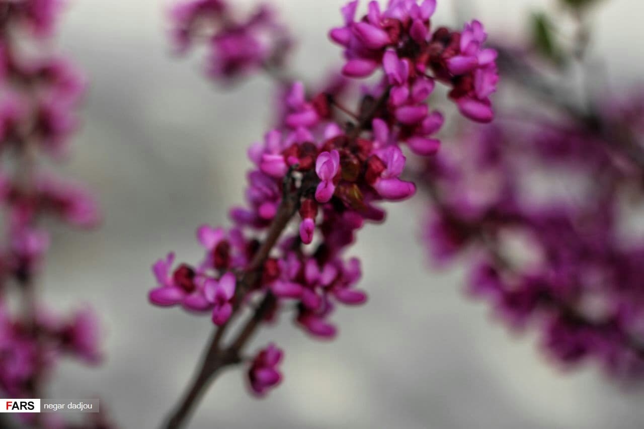 Frühling im Arghavan-Tal